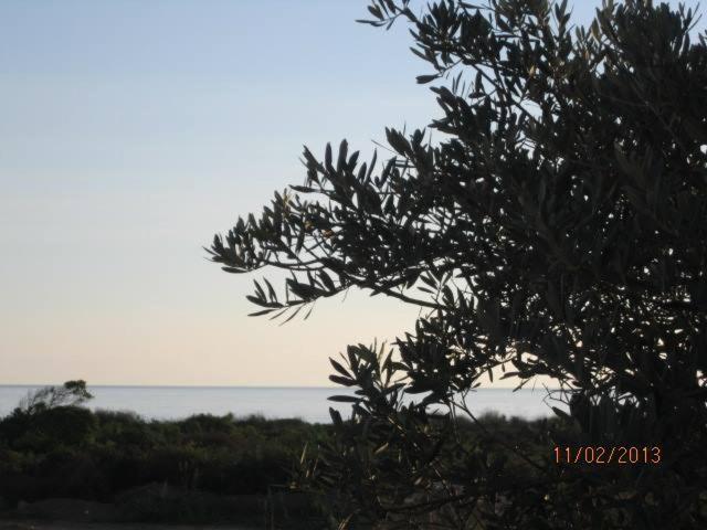 Villa T3 Bord De Mer - Vue Mer A 500 M De La Plage- Piscine Chauffee A Casetta Di A Spiaggia Cervione Eksteriør billede